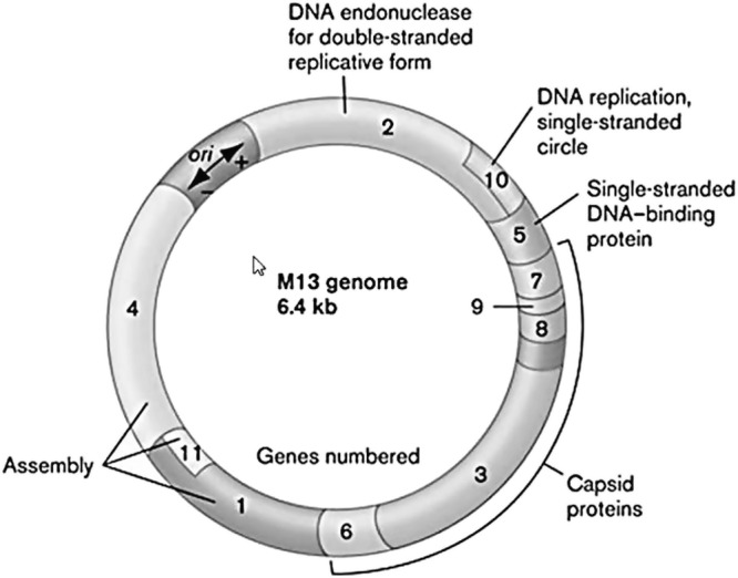 Fig. 1.3