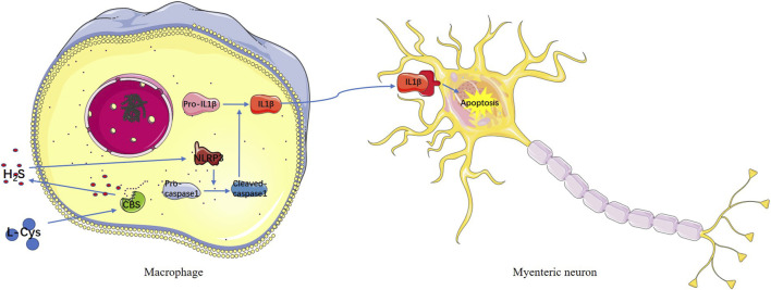graphic file with name FPHAR_fphar-2022-899169_wc_ga1.jpg