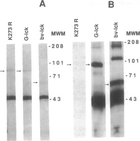 graphic file with name pnas01100-0091-a.jpg