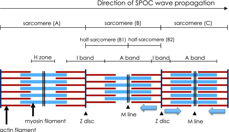 Fig. 3