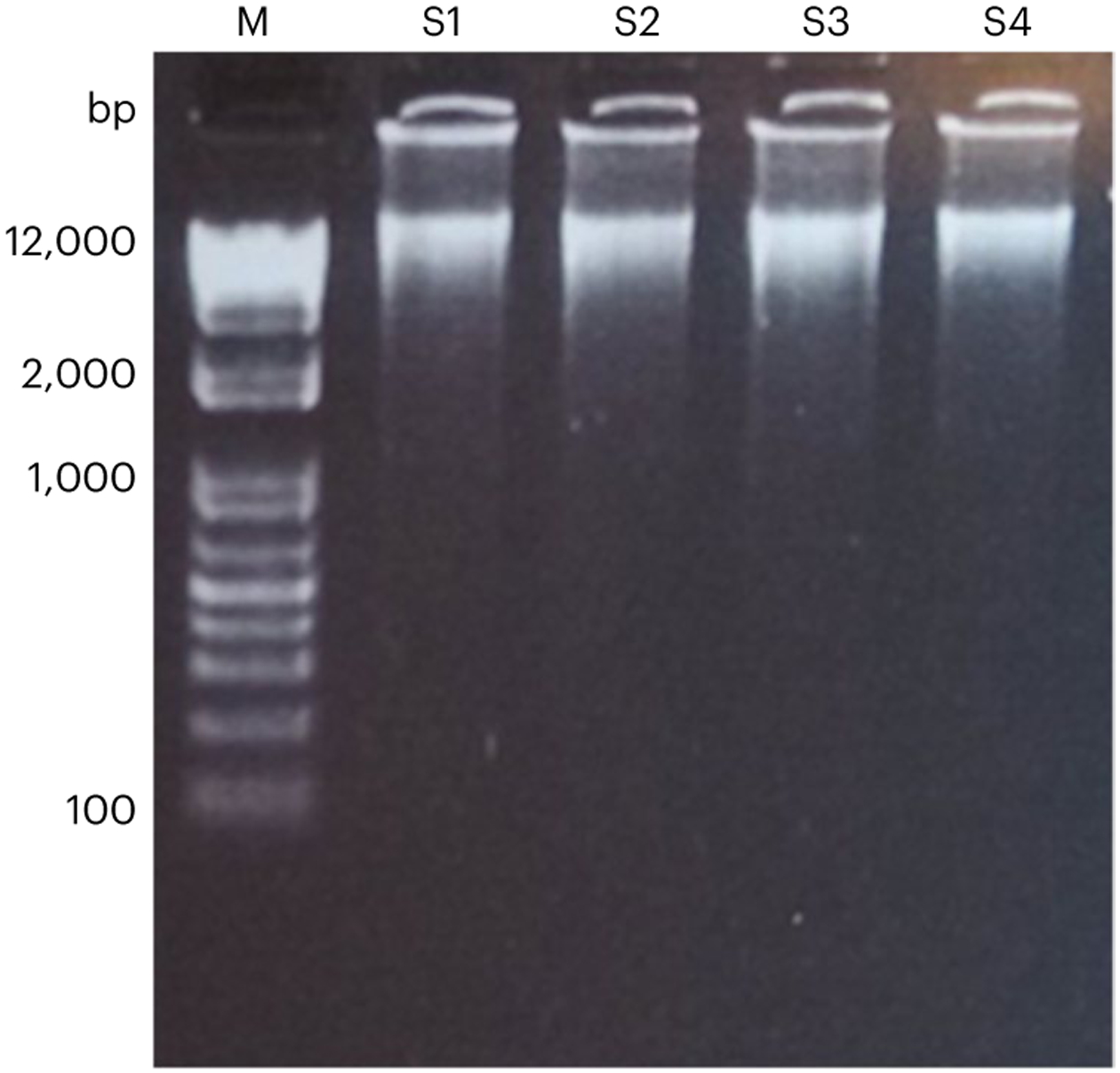 Fig. 6 ∣