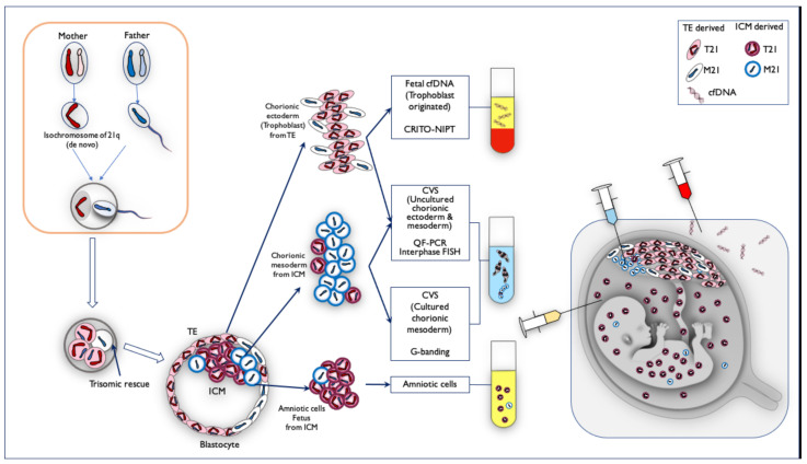 Figure 11