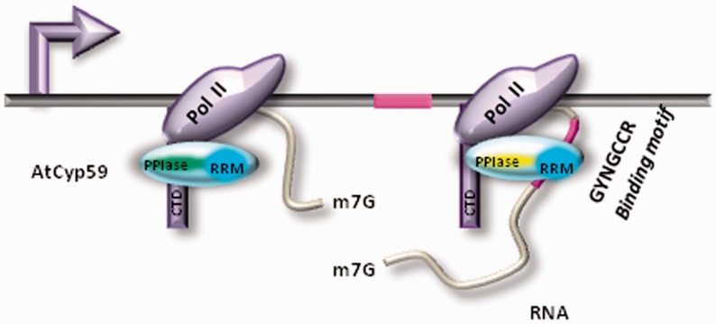 Figure 7.