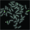 F<sc>igure</sc> 4.—