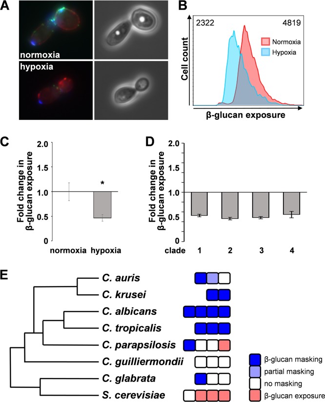 FIG 2