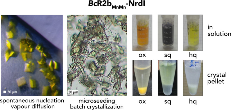 Figure 2—figure supplement 1.