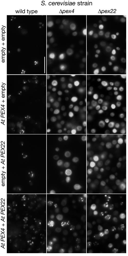 Figure 7.