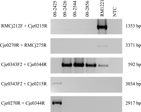 FIG. 2.