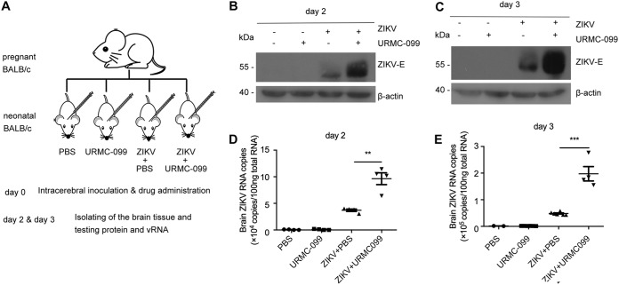 FIG 3