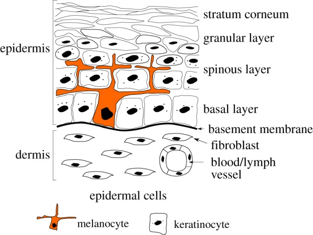 Figure 1.