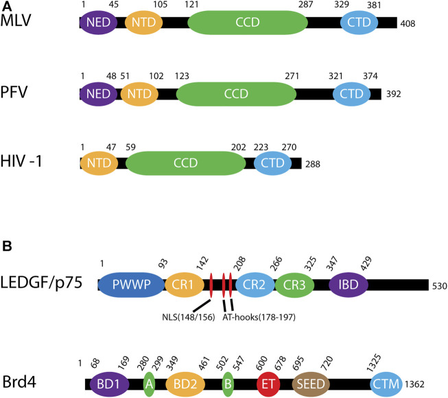 FIGURE 4