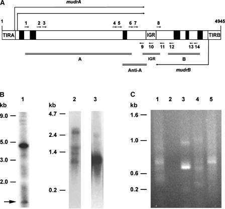 Figure 1.