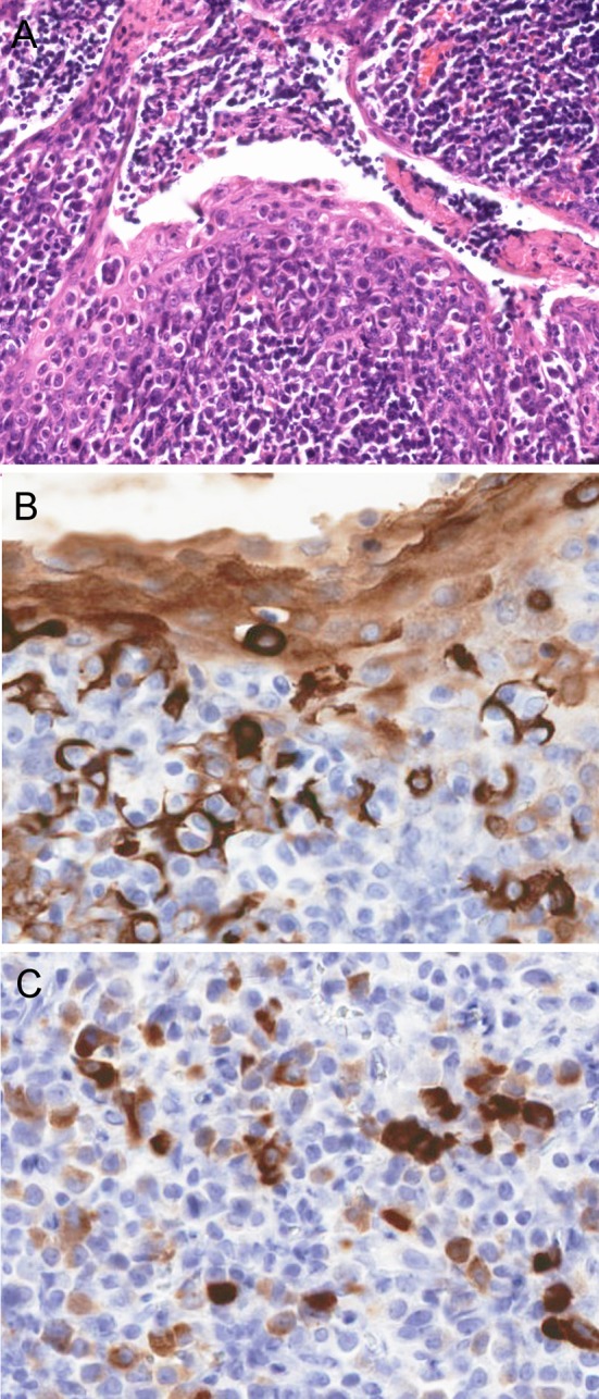 Fig. 1