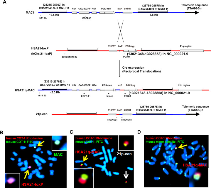 Figure 1—figure supplement 1.