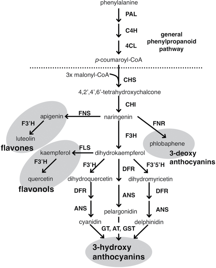 Fig. 1. 