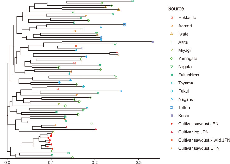 Fig. 1. A neighbor-joining dendrogram showing the 74
genotypes of Pholiota microspora. Samples are
colored and symbol-coded according to their sources.
Cultivar.sawdust.JPN: sawdust-cultivated samples from Japan;
Cultivar.log.JPN: log-cultivated samples from Japan;
Cultivar.sawdust.x.wild.JPN: a cultivated sample derived from the
hybrid between a sawdust-cultivated strain and a wild strain;
Cultivar.CHN: cultivated samples from China; The other samples:
wild strains.