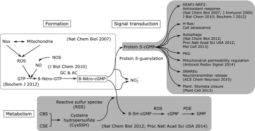 Fig. 2