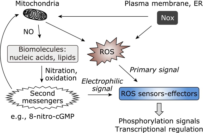 Fig. 1