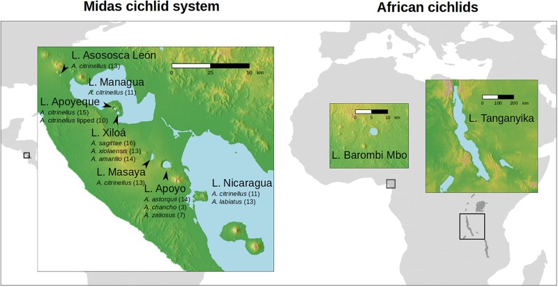 FIGURE 1