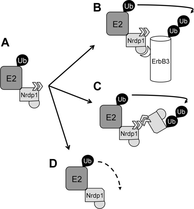 Oligomerization Of The Nrdp E Ubiquitin Ligase Is Necessary For