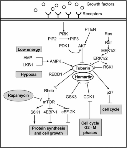 Fig. (3).  Tuberous sclerosis complex signalling.