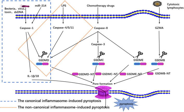 FIGURE 1