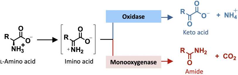 Scheme 1.