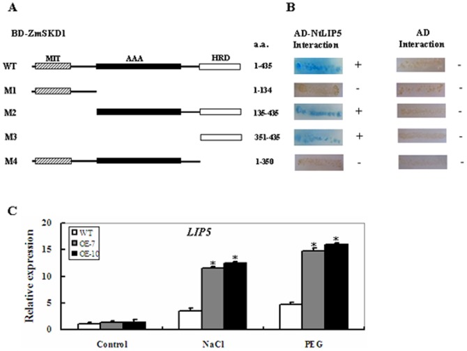 Figure 7