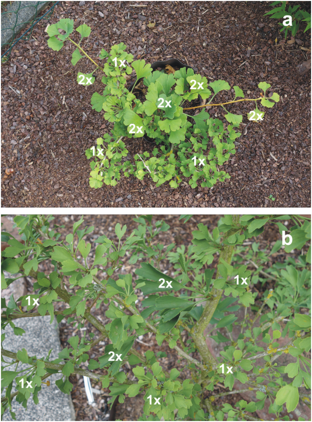 Fig. 5