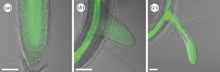 Figure 3.