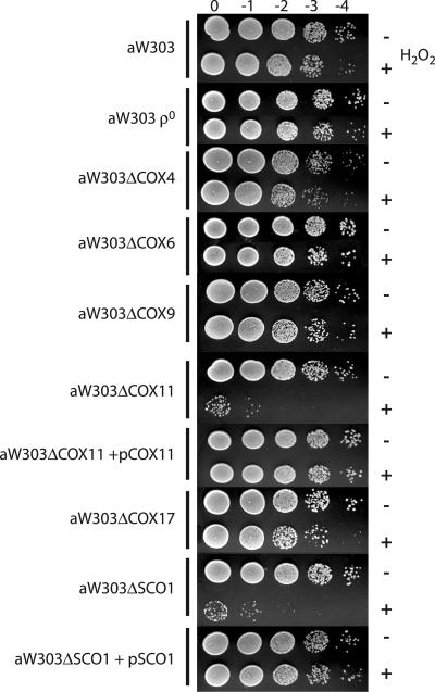 FIG. 5.