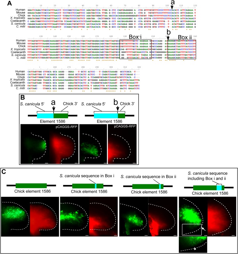 Figure 3—figure supplement 1.