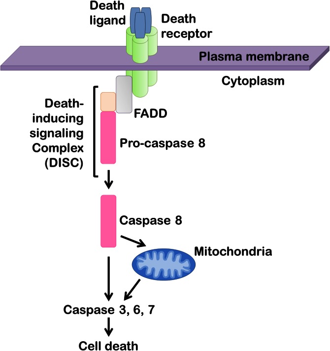 Fig. 2.