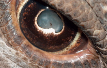 Figure 20-13