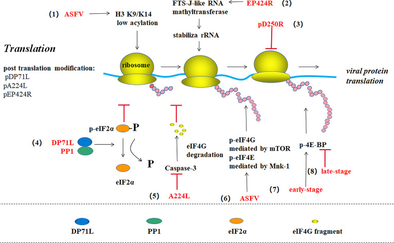 Figure 5