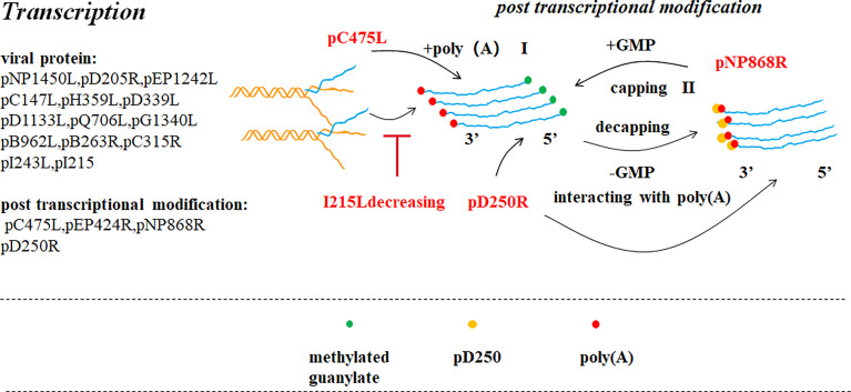 Figure 4