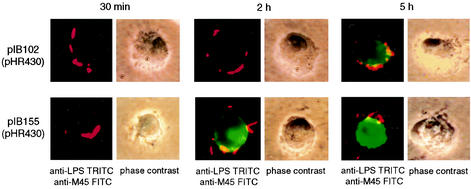 FIG. 2.