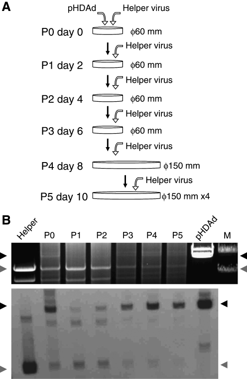 FIG. 1.