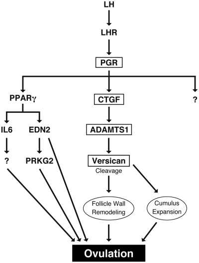 Fig. 9.