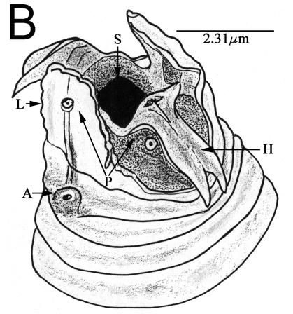 FIG. 1.