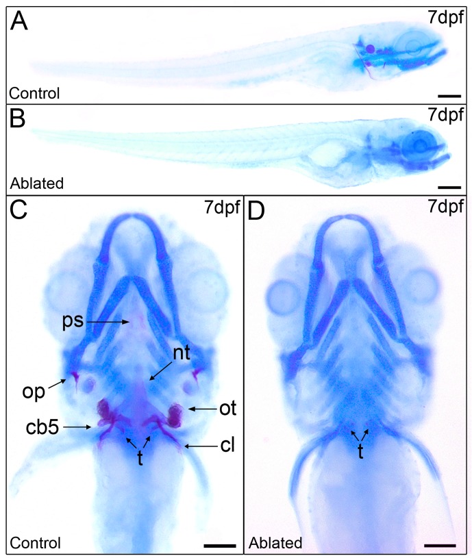 Fig 5