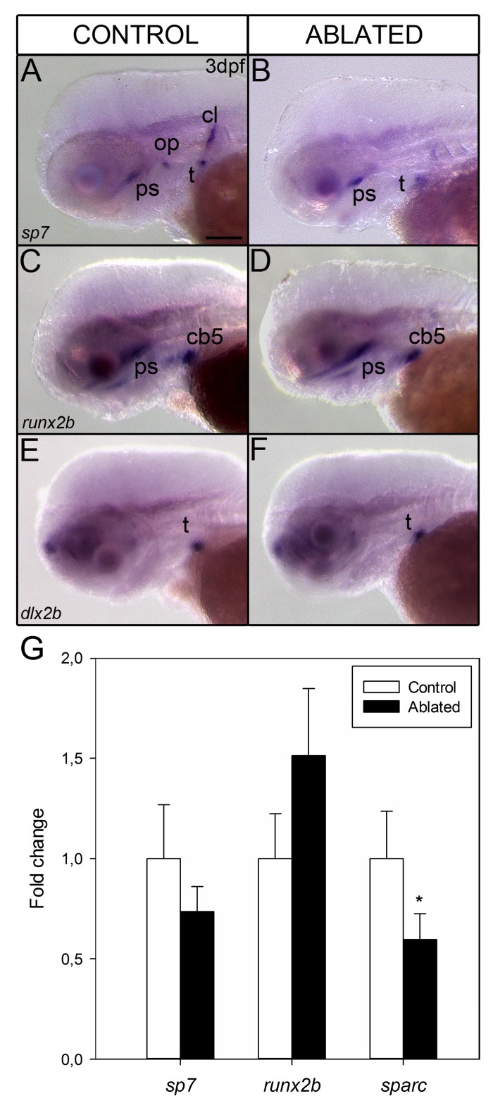 Fig 7