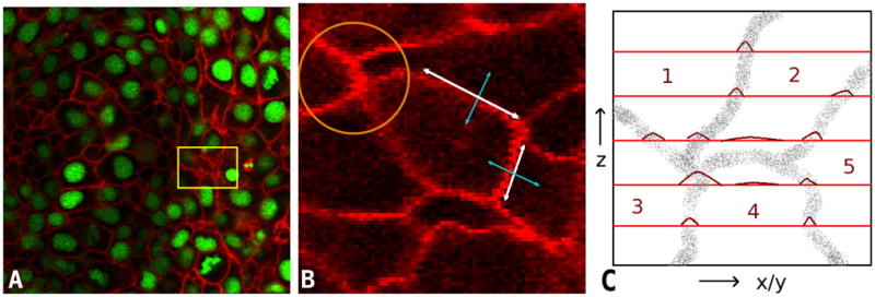 Fig. 1