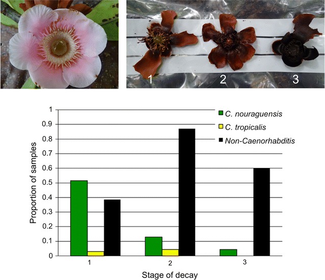 Fig. 4