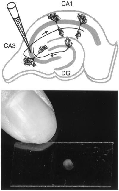 FIG. 1.