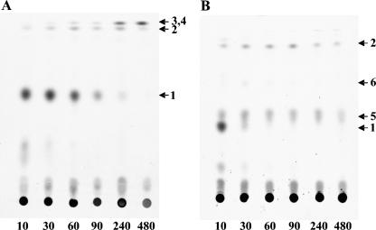 FIG. 2.