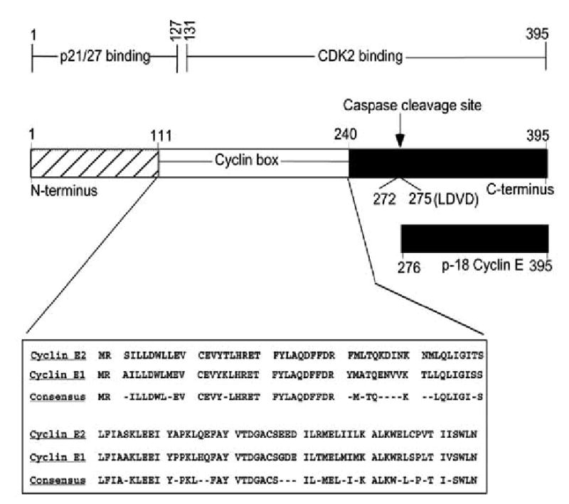 Fig. (1)