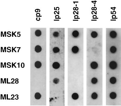 FIG. 3