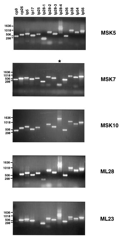 FIG. 1