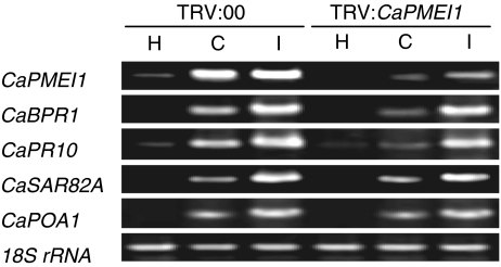 Fig. 6